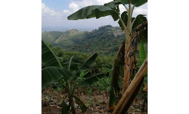 Venta Finca Buenavista Quindio COD: 3101216