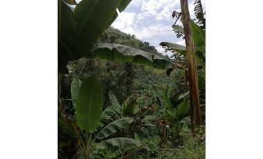 Venta Finca Buenavista Quindio COD: 3101216
