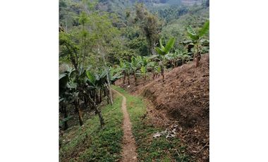 Venta Finca Buenavista Quindio COD: 3101216