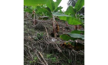 Venta Finca Buenavista Quindio COD: 3101216