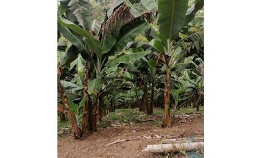 Venta Finca Buenavista Quindio COD: 3101216