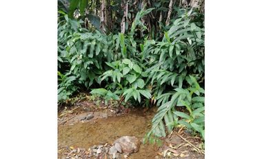 Venta Finca Buenavista Quindio COD: 3101216