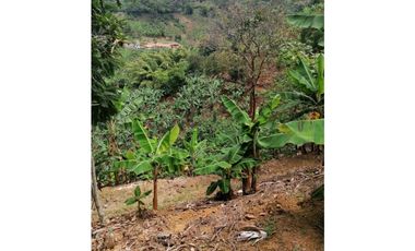 Venta Finca Buenavista Quindio COD: 3101216