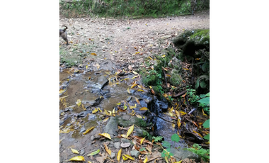 Venta Finca Buenavista Quindio COD: 3101216