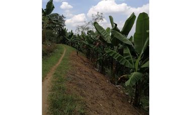 Venta Finca Buenavista Quindio COD: 3101216