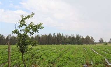 Parcela en Venta en Camino Colliguay & Ajial Valdivieso