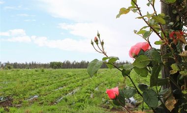 Parcela en Venta en Camino Colliguay & Ajial Valdivieso