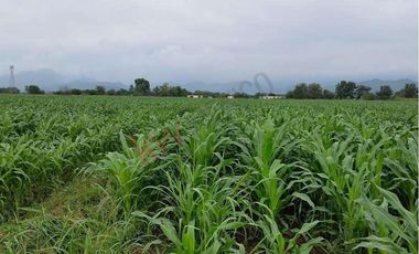 Oportunidad para inversión Venta de Rancho Agrícola y Ganadero en Ejido 6 de Enero, Lerdo, Dgo.