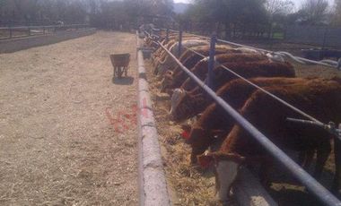 Oportunidad para inversión Venta de Rancho Agrícola y Ganadero en Ejido 6 de Enero, Lerdo, Dgo.