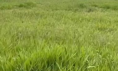 VENTA de FINCAS en PEREIRA
