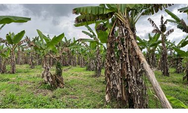 VENTA DE FINCA EN BUENAVISTA, QUINDO, COLOMBIA