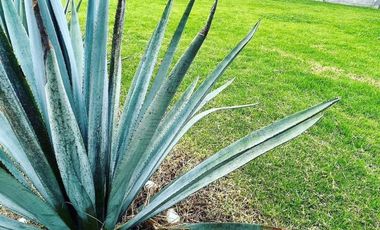 Terreno en Venta en San Mateo Tlaltenango