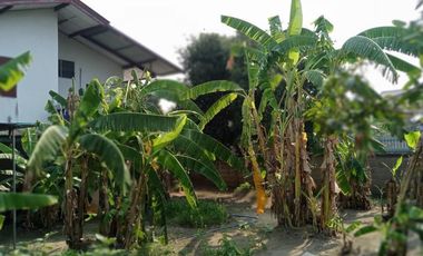 2 Bedroom House for sale in Ban Du, Chiang Rai