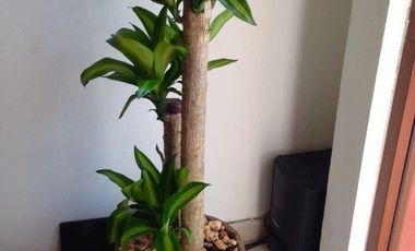 Casa En Venta,  Estilo Modernista ubicada en Tlalnepantla Cod. ZV1392