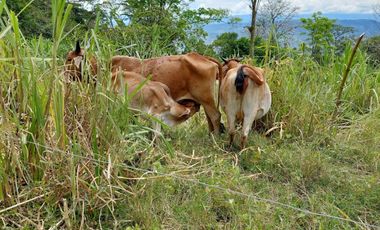VENTA FINCA EN MESITAS DEL COLEGIO