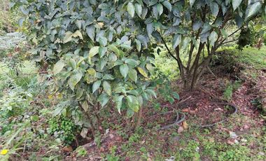 VENTA FINCA EN MESITAS DEL COLEGIO
