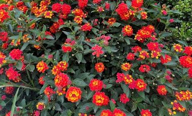 Vendo la mejor casa de las Arboledas HV651 .1