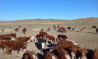 CAMPO EN VENTA 281 HECTAREAS EN SAN LUIS APTO GANADERIA AGRICULTURA