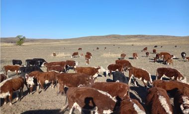CAMPO EN VENTA 281 HECTAREAS EN SAN LUIS APTO GANADERIA AGRICULTURA