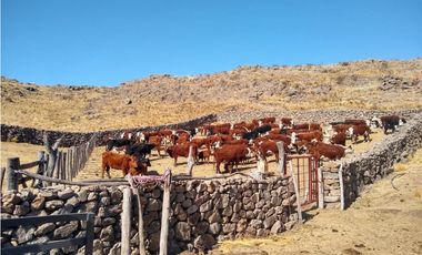 CAMPO EN VENTA 281 HECTAREAS EN SAN LUIS APTO GANADERIA AGRICULTURA