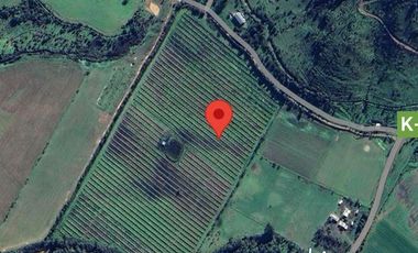Agrícola en Venta en Tapihue