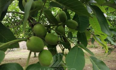 Agrícola en Venta en Tapihue