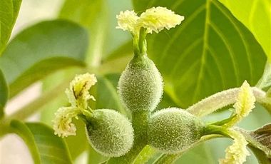 Agrícola en Venta en Tapihue