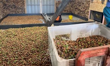 Agrícola en Venta en Tapihue