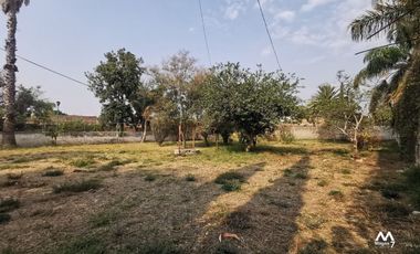 TERRENO EN RENTA  EN TESISTAN Col. El Álamo
