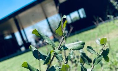 PINARES DEL SUR - Terrenos