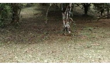 VENDO 2 LOTES ALTOS DEL MARA SECTOR SANTIAGO APÓSTOL 1225M2. $35M2 cv
