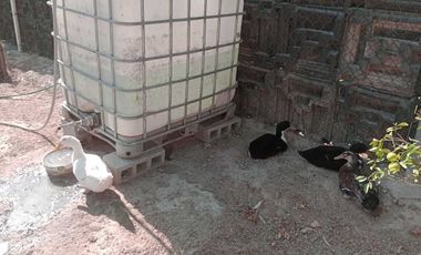 Oportunidad Quinta en García NL