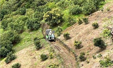 Vendo finca produciendo aguacate, san vicente ferrer  20 HA. CH-MO