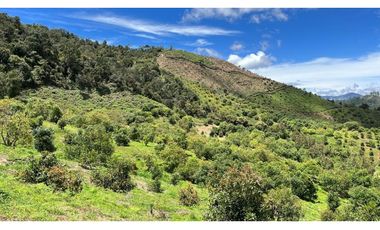 Vendo finca produciendo aguacate, san vicente ferrer  20 HA. CH-MO
