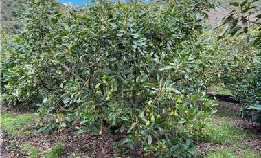 Vendo finca produciendo aguacate, san vicente ferrer  20 HA. CH-MO