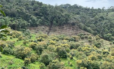 Vendo finca produciendo aguacate, san vicente ferrer  20 HA. CH-MO