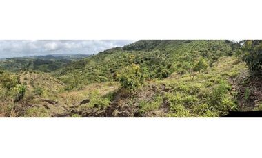 Vendo finca produciendo aguacate, san vicente ferrer  20 HA. CH-MO