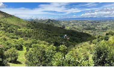 Vendo finca produciendo aguacate, san vicente ferrer  20 HA. CH-MO