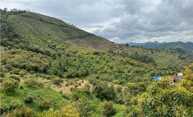 Vendo finca produciendo aguacate, san vicente ferrer  20 HA. CH-MO