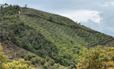 Vendo finca produciendo aguacate, san vicente ferrer  20 HA. CH-MO