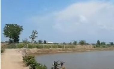 Land for sale near Kasetsart University, Kamphaeng Saen District, Nakhon Pathom