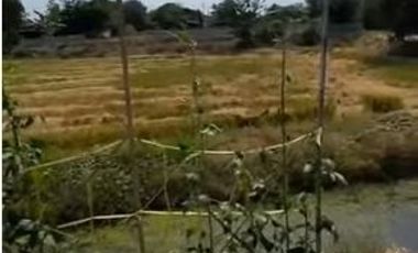Land for sale near Kasetsart University, Kamphaeng Saen District, Nakhon Pathom