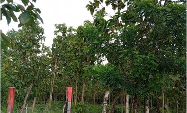 VENDO LOTE 11 HECTAREAS EN BAGALA CHIRIQUI
