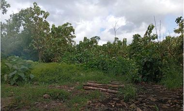 VENDO LOTE 11 HECTAREAS EN BAGALA CHIRIQUI