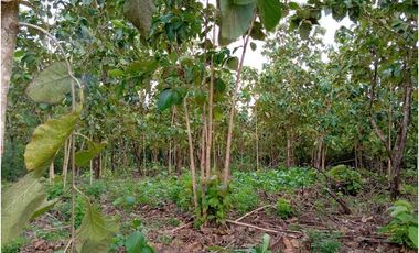 VENDO LOTE 11 HECTAREAS EN BAGALA CHIRIQUI