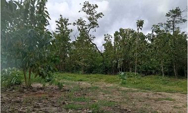 VENDO LOTE 11 HECTAREAS EN BAGALA CHIRIQUI