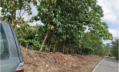 VENDO LOTE 11 HECTAREAS EN BAGALA CHIRIQUI