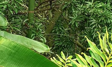 VENTA CASA CAMPESTRE VIA A BARCELONA - QUINDIO