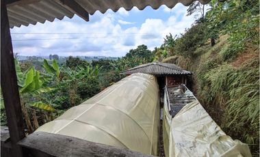 Finca cafetera para la venta en la bella Pereira!!!