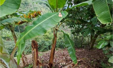 Finca cafetera para la venta en la bella Pereira!!!